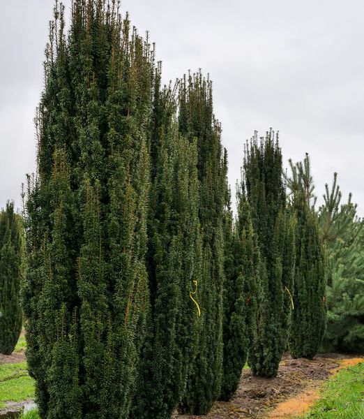 Taxus baccata 'Fastigiata Robusta'